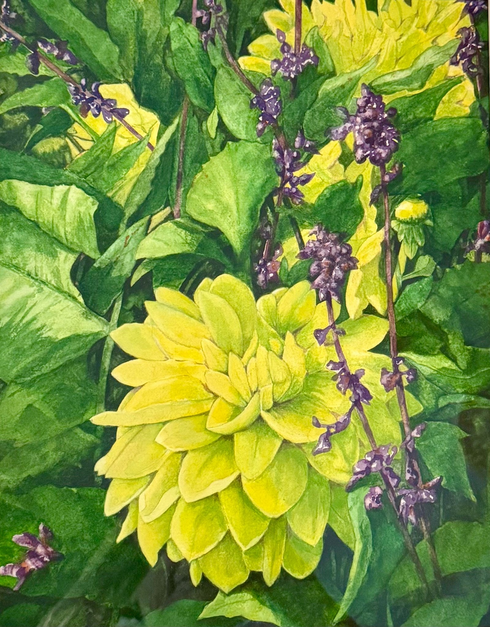 Claire Nunez Pescay Dahlias